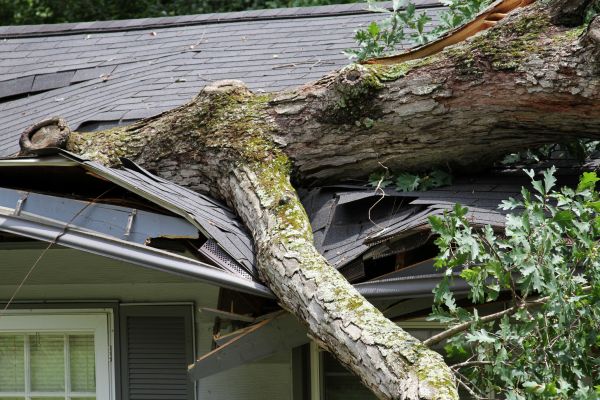 Cost of Storm Remediation in Springfield